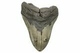 Huge, Fossil Megalodon Tooth - North Carolina #261019-1
